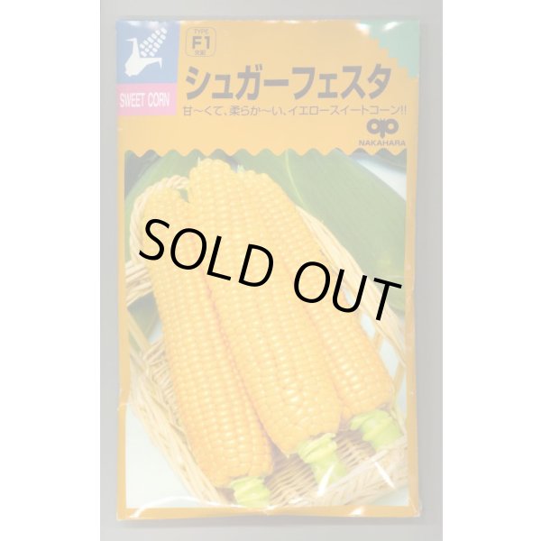 画像1: 送料無料　[とうもろこし]　シュガーフェスタ　200粒　中原採種場（株） (1)