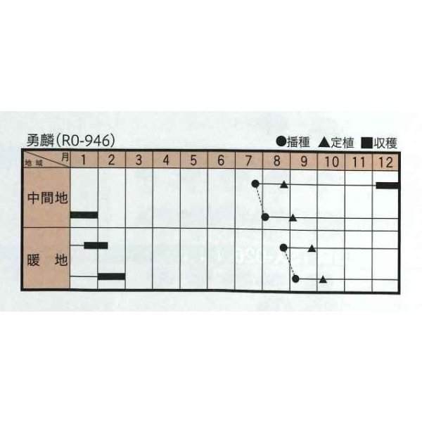 画像2: 送料無料　[ブロッコリー]　勇麟　　ペレット5000粒　トキタ種苗（株） (2)