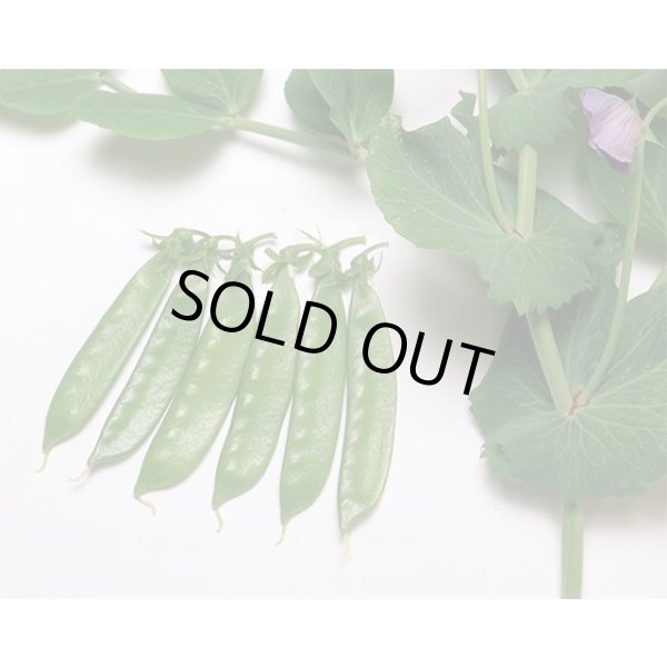 画像2: 送料無料　[えんどう]　ニムラ平成１号　1dl　ヴィルモランみかど（株） (2)