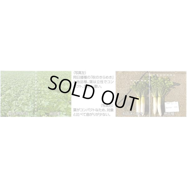 画像5: 送料無料　大根　秋のきらめき　200粒　渡辺農事（株） (5)