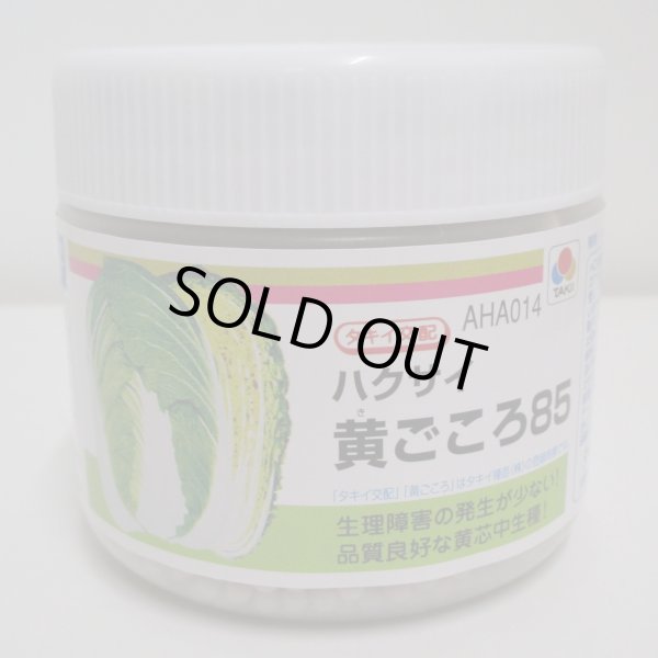 画像1: 送料無料　[白菜]　黄ごころ85　ペレット5千粒　タキイ種苗(株) (1)