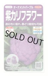 画像: [カリフラワー]　オーナメントパープル（約25粒）　実咲450（203244） (株)サカタのタネ