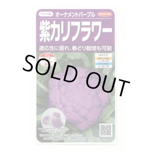 画像: [カリフラワー]　オーナメントパープル（約25粒）　実咲450（203244） (株)サカタのタネ