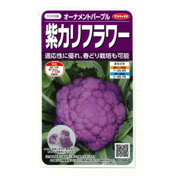 画像1: [カリフラワー]　オーナメントパープル（約25粒）　実咲450（203244） (株)サカタのタネ (1)