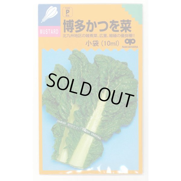 画像1: 送料無料　博多かつを菜　10ml 中原採種場（株） (1)