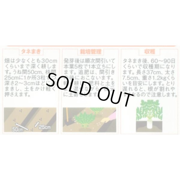 画像2: 送料無料　[大根]　夏秋自慢　約140粒　実咲450（203249）　(株)サカタのタネ (2)