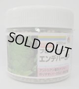 画像: 送料無料　[ブロッコリー]　エンデバーＳＰ　ペレット5千粒　タキイ種苗(株)