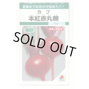 画像: 送料無料　[かぶ]　本紅赤丸蕪　約1500粒　タキイ種苗（株）GF　
