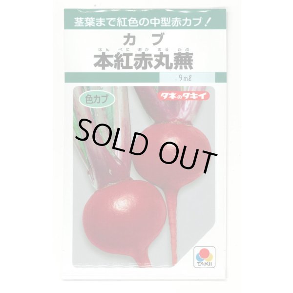 画像1: 送料無料　[かぶ]　本紅赤丸蕪　約1500粒　タキイ種苗（株）GF　 (1)