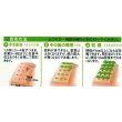 画像3: 送料無料　[かぶ]　本紅赤丸蕪　約1500粒　タキイ種苗（株）GF　 (3)