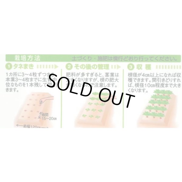 画像3: 送料無料　[かぶ]　本紅赤丸蕪　約1500粒　タキイ種苗（株）GF　 (3)