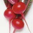 画像2: 送料無料　[かぶ]　本紅赤丸蕪　約1500粒　タキイ種苗（株）GF　 (2)