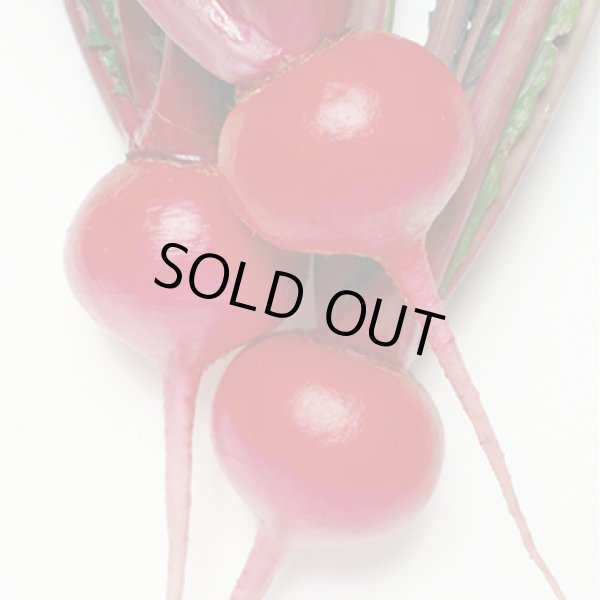 画像2: 送料無料　[かぶ]　本紅赤丸蕪　約1500粒　タキイ種苗（株）GF　 (2)