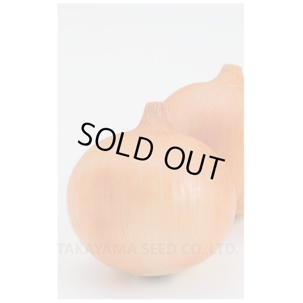 画像3: 送料無料　[たまねぎ]　トップゴールド515　　20ml　(株)タカヤマシード (3)