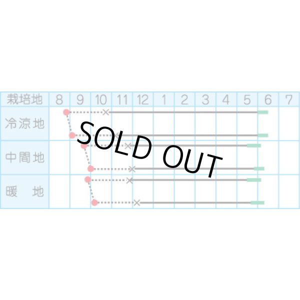 画像2: 送料無料　[たまねぎ]　トップゴールド515　　20ml　(株)タカヤマシード (2)