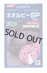 画像: [キャベツ] ネオルビーSP 2000粒 タキイ種苗(株)