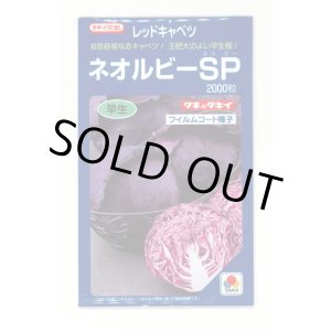 画像: [キャベツ] ネオルビーSP 2000粒 タキイ種苗(株)