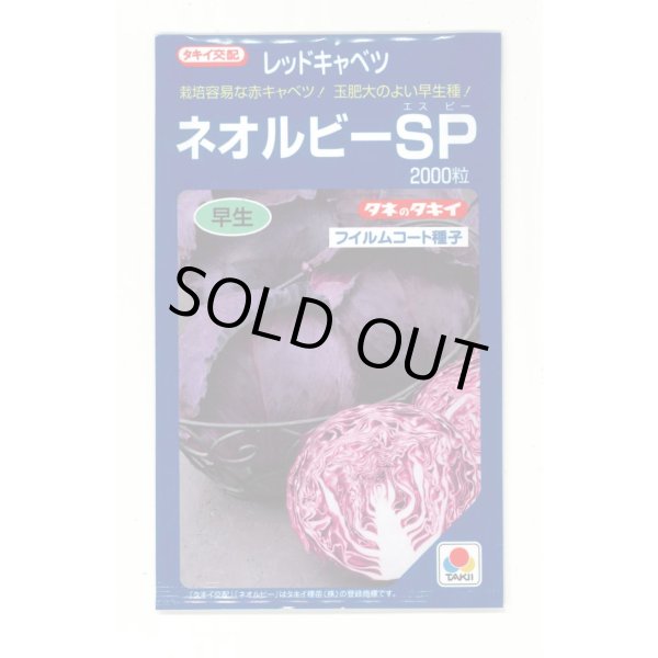 画像1: [キャベツ] ネオルビーSP 2000粒 タキイ種苗(株) (1)