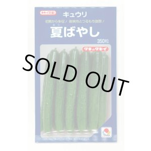 画像: [キュウリ] 夏ばやし 350粒 タキイ種苗