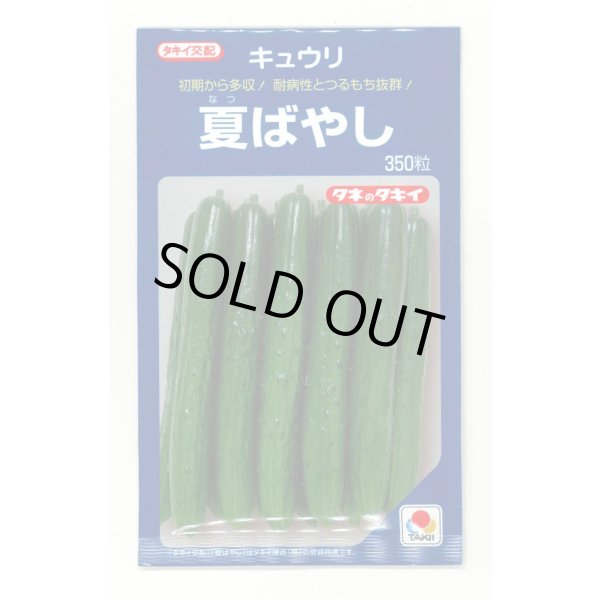 画像1: [キュウリ] 夏ばやし 350粒 タキイ種苗 (1)