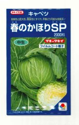 画像: 送料無料　[キャベツ]　春のかほりSP　2000粒　タキイ種苗(株)