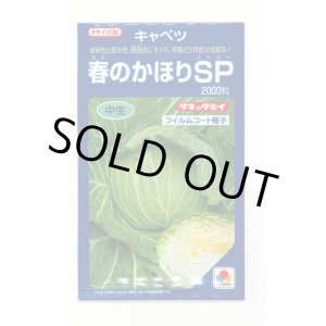 画像: 送料無料　[キャベツ]　春のかほりSP　2000粒　タキイ種苗(株)