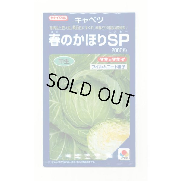 画像1: 送料無料　[キャベツ]　春のかほりSP　2000粒　タキイ種苗(株) (1)