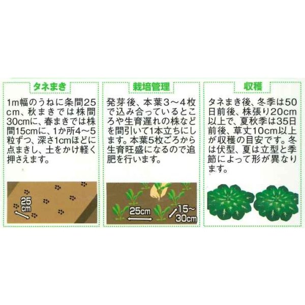 画像2: 送料無料　タアツアイ　約940粒　（株）サカタのタネ　実咲250（003000） (2)