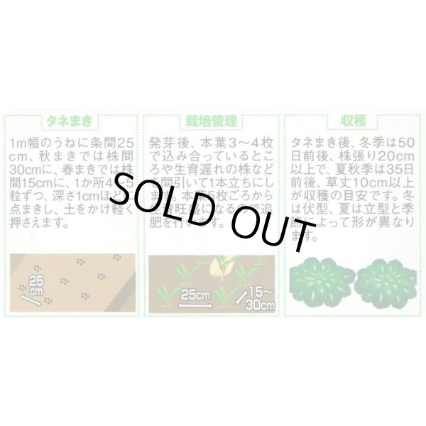 画像2: 送料無料　タアツアイ　約940粒　（株）サカタのタネ　実咲250（003000） (2)