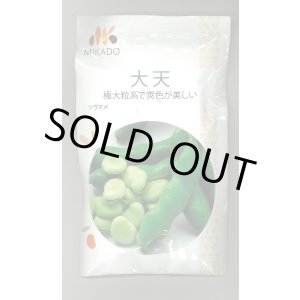 画像: 送料無料　[そら豆]　大天　23粒　ヴィルモランみかど（株）