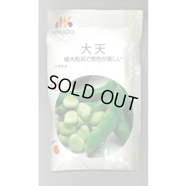 画像1: 送料無料　[そら豆]　大天　23粒　ヴィルモランみかど（株） (1)