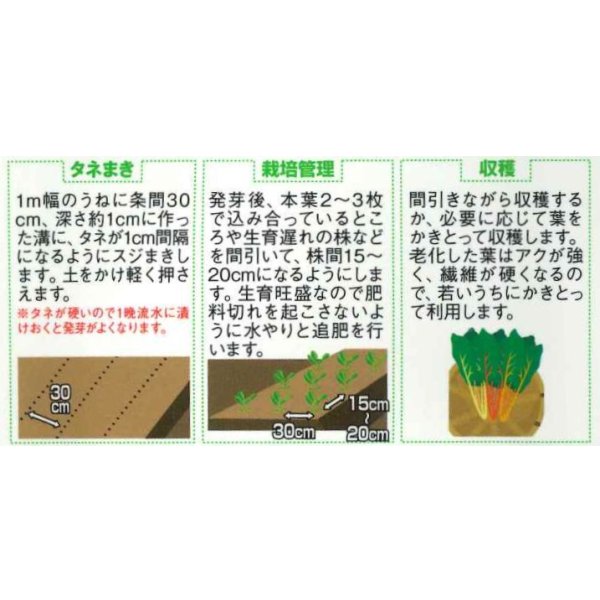 画像2: 送料無料 アイデアル(スイスチャード) 20ml (株)サカタのタネ (2)