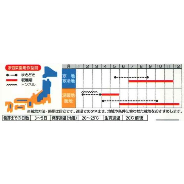 画像3: 送料無料　タアツアイ　約940粒　（株）サカタのタネ　実咲250（003000） (3)