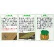 画像2: 送料無料　アイデアル(スイスチャード)　約30粒　(株)サカタのタネ　実咲350（002963） (2)