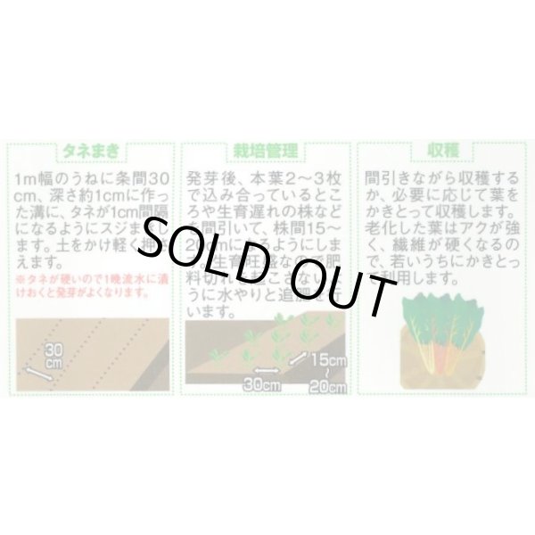 画像2: 送料無料　アイデアル(スイスチャード)　約30粒　(株)サカタのタネ　実咲350（002963） (2)