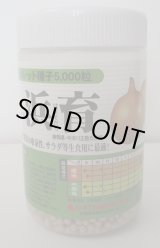 画像: [たまねぎ]　浜育　ペレット種子5千粒　カネコ種苗（株）