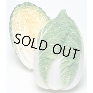 画像: 送料無料　[白菜]　きらぼし90　ペレット5千粒　タキイ種苗(株)