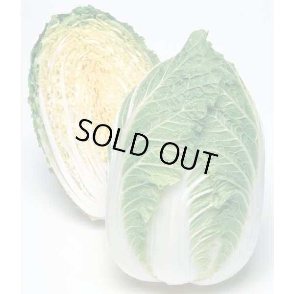 画像1: 送料無料　[白菜]　きらぼし90　ペレット5千粒　タキイ種苗(株) (1)