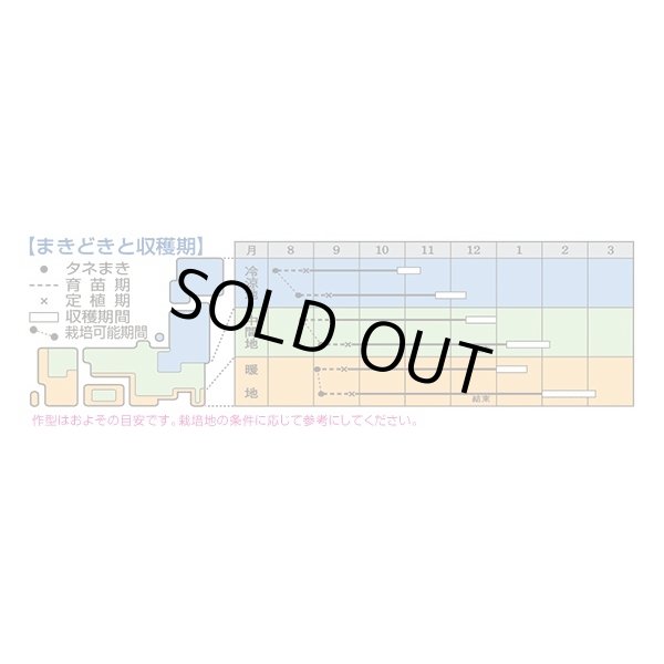 画像3: 送料無料　[白菜]　きらぼし90　ペレット5千粒　タキイ種苗(株) (3)