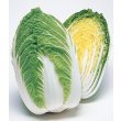 画像1: 送料無料　[白菜]　きらぼし85　ペレット5千粒　タキイ種苗(株) (1)