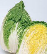 画像: 送料無料　[白菜]　黄づつみ95　ペレット5千粒　タキイ種苗(株)
