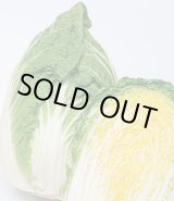 画像: 送料無料　[白菜]　黄づつみ95　ペレット5千粒　タキイ種苗(株)