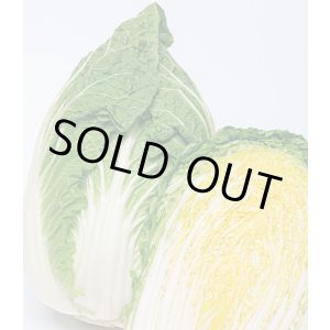 画像: 送料無料　[白菜]　黄づつみ95　ペレット5千粒　タキイ種苗(株)