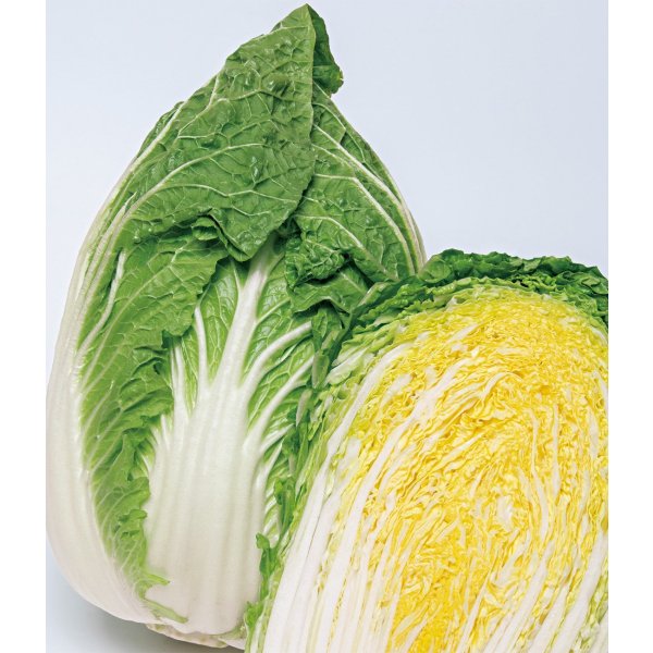 画像1: 送料無料　[白菜]　黄づつみ95　ペレット5千粒　タキイ種苗(株) (1)