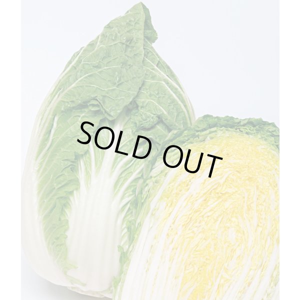 画像1: 送料無料　[白菜]　黄づつみ95　ペレット5千粒　タキイ種苗(株) (1)