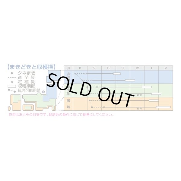 画像3: 送料無料　[白菜]　黄ごころ90　ペレット5千粒　タキイ種苗（株） (3)