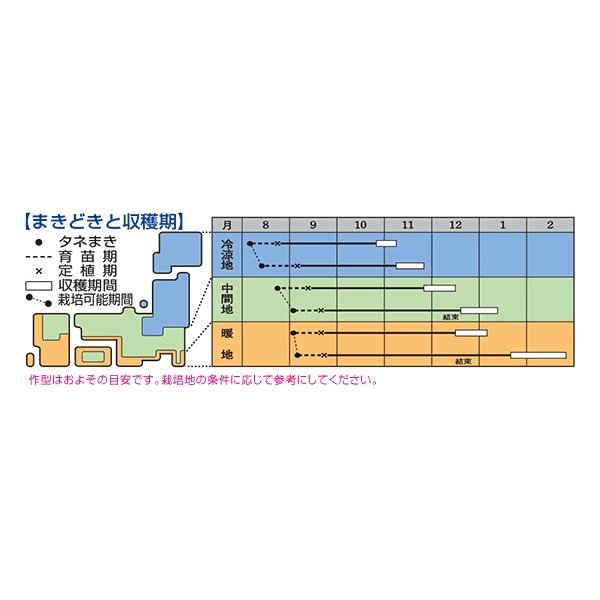 画像2: 送料無料　[白菜]　きらぼし85　0.9ml（約240粒）　タキイ種苗(株)　DF (2)