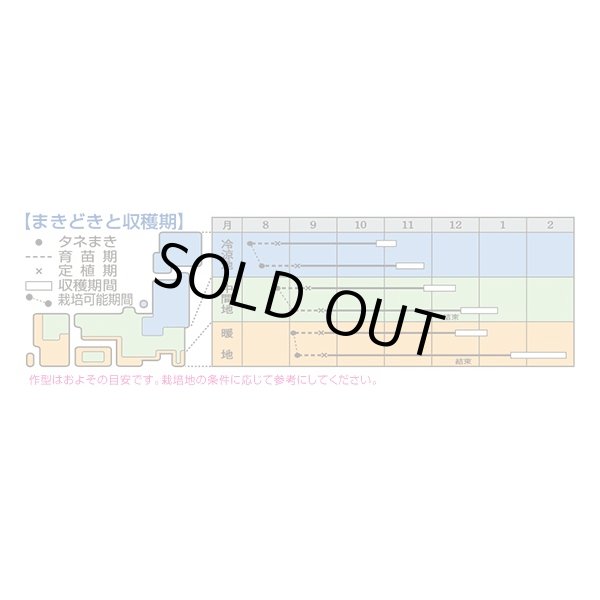 画像2: 送料無料　[白菜]　きらぼし85　0.9ml（約240粒）　タキイ種苗(株)　DF (2)