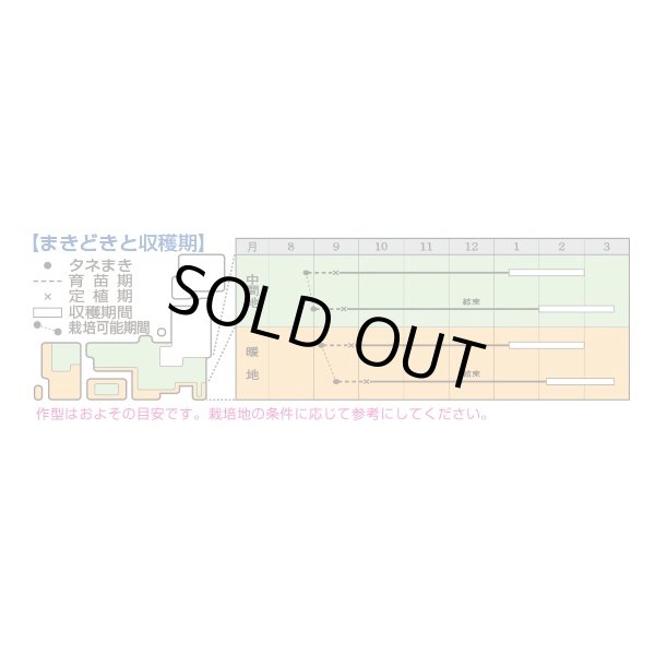 画像2: 送料無料　[白菜]　黄づつみ95　ペレット5千粒　タキイ種苗(株) (2)