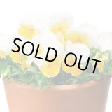 画像: 送料無料　花の種　よく咲くスミレ　レモネード　40粒　(株)サカタのタネ　実咲350（101561）